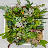 30 or 50 Assorted Succulent & Cactus Cuttings. Great for Terrariums, Mini Gardens, and as Starter Plants.